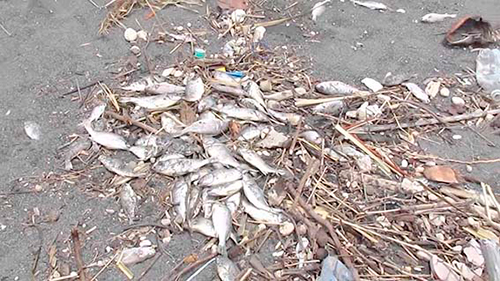 Pecados ecológicos, nadie los confiesa Pecados ecológicos, nadie los confiesa