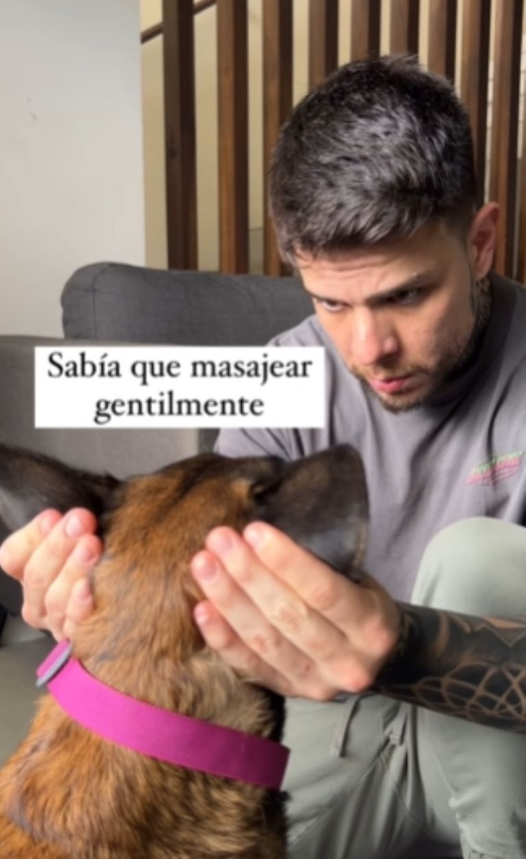 Masaje en las orejas de tu perro, así de fácil le quitarás el estrés y lo  harás muy feliz